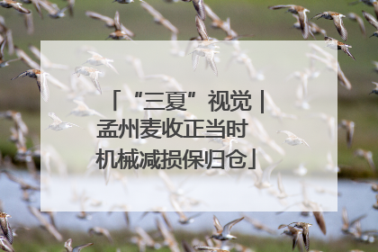 “三夏”视觉｜孟州麦收正当时 机械减损保归仓