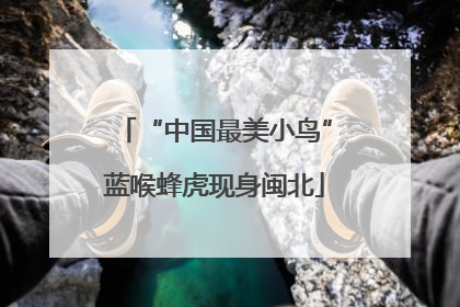 “中国最美小鸟”蓝喉蜂虎现身闽北