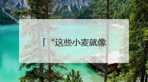 “这些小麦就像我的孩子一样”
