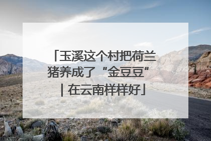 玉溪这个村把荷兰猪养成了“金豆豆”｜在云南样样好