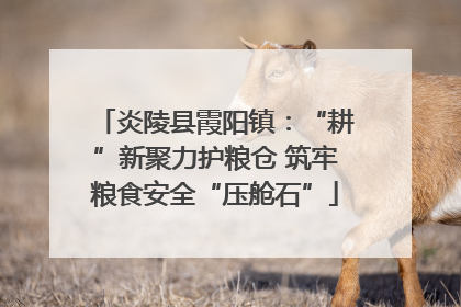炎陵县霞阳镇：“耕”新聚力护粮仓 筑牢粮食安全“压舱石”
