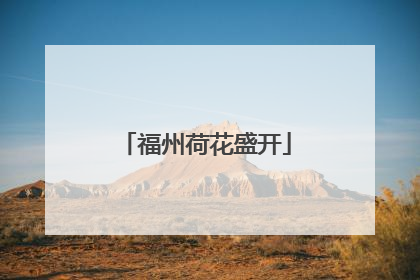 福州荷花盛开
