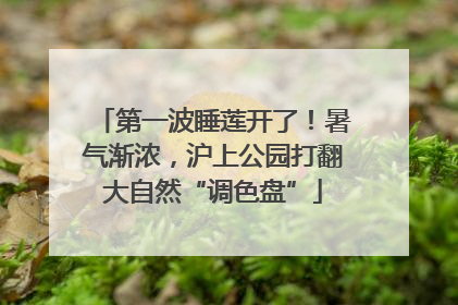 第一波睡莲开了！暑气渐浓，沪上公园打翻大自然“调色盘”