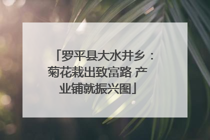 罗平县大水井乡：菊花栽出致富路 产业铺就振兴图