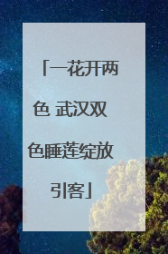 一花开两色 武汉双色睡莲绽放引客