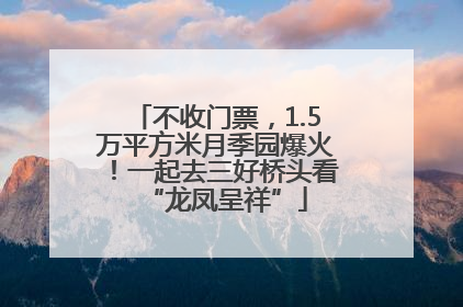 不收门票，1.5万平方米月季园爆火！一起去三好桥头看“龙凤呈祥”