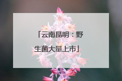 云南昆明：野生菌大量上市
