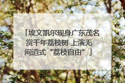 埃文凯尔现身广东茂名 赏千年荔枝树 上演无间道式“荔枝自由”