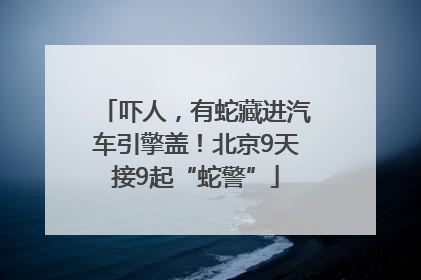 吓人，有蛇藏进汽车引擎盖！北京9天接9起“蛇警”