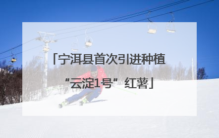 宁洱县首次引进种植“云淀1号”红薯