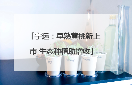 宁远：早熟黄桃新上市 生态种植助增收