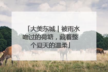 大美东城｜被雨水吻过的荷塘，藏着整个夏天的温柔