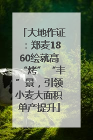 大地作证：郑麦1860绘就高“烤”“丰”景，引领小麦大面积单产提升