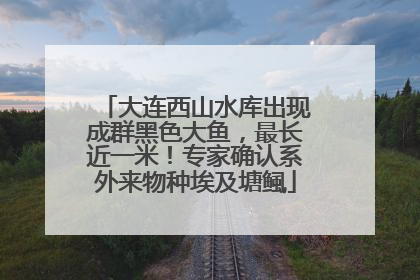 大连西山水库出现成群黑色大鱼，最长近一米！专家确认系外来物种埃及塘鲺