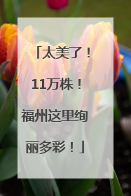 太美了！11万株！福州这里绚丽多彩！