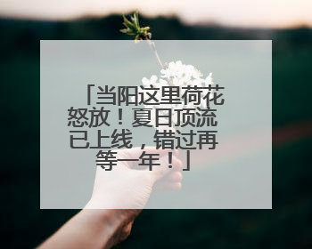 当阳这里荷花怒放！夏日顶流已上线，错过再等一年！
