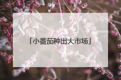 小番茄种出大市场
