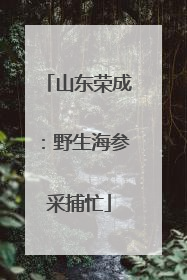 山东荣成：野生海参采捕忙