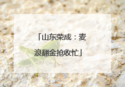 山东荣成：麦浪翻金抢收忙