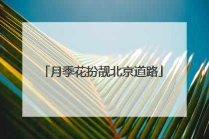 月季花扮靓北京道路