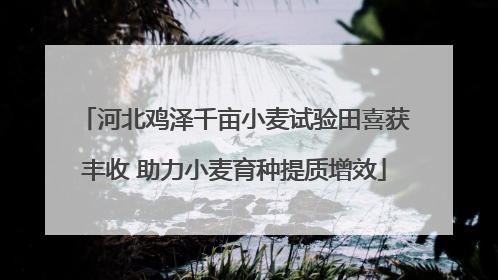 河北鸡泽千亩小麦试验田喜获丰收 助力小麦育种提质增效