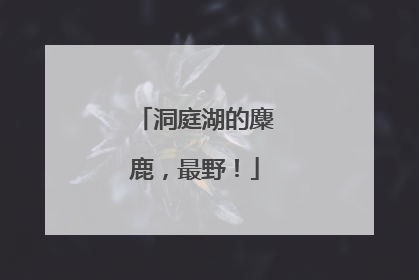 洞庭湖的麋鹿，最野！