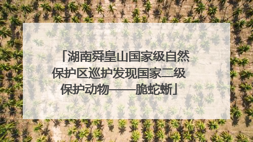 湖南舜皇山国家级自然保护区巡护发现国家二级保护动物——脆蛇蜥