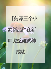 菏泽三个小麦新品种在新疆戈壁滩试种成功