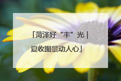 菏泽好“丰”光｜夏收图景动人心