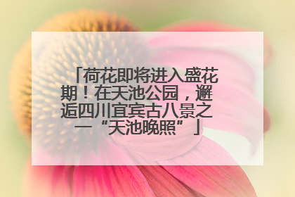 荷花即将进入盛花期！在天池公园，邂逅四川宜宾古八景之一“天池晚照”