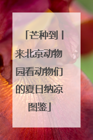 芒种到丨来北京动物园看动物们的夏日纳凉图鉴