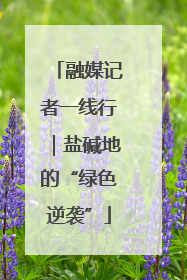 融媒记者一线行｜盐碱地的“绿色逆袭”