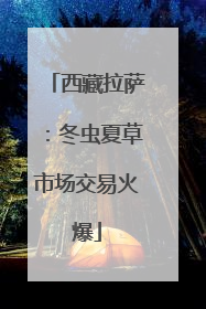 西藏拉萨：冬虫夏草市场交易火爆