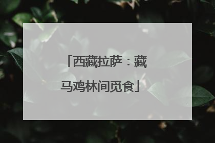 西藏拉萨：藏马鸡林间觅食