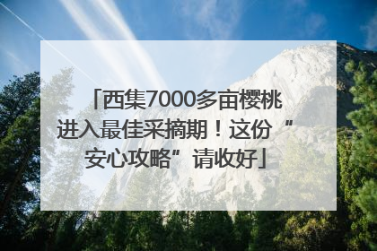 西集7000多亩樱桃进入最佳采摘期！这份“安心攻略”请收好