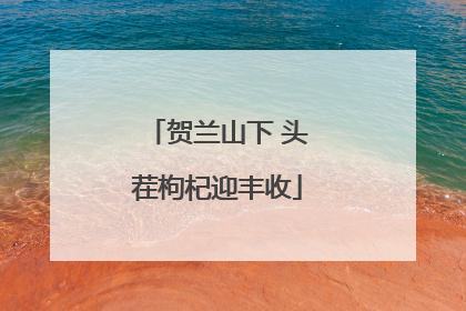 贺兰山下 头茬枸杞迎丰收