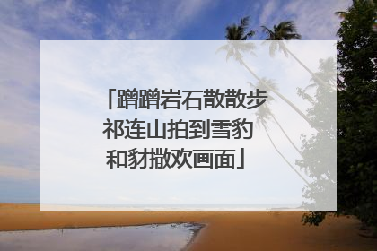 蹭蹭岩石散散步 祁连山拍到雪豹和豺撒欢画面