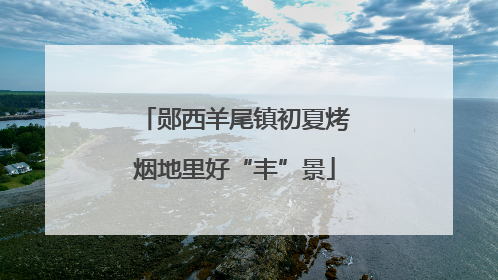 郧西羊尾镇初夏烤烟地里好“丰”景