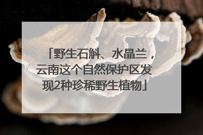 野生石斛、水晶兰，云南这个自然保护区发现2种珍稀野生植物