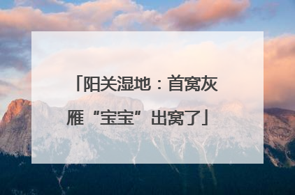 阳关湿地：首窝灰雁“宝宝”出窝了